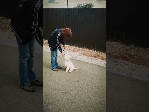 Lagotto Romagnolo puppy for sale