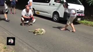 Mother sloth crossing road with her small baby on the back