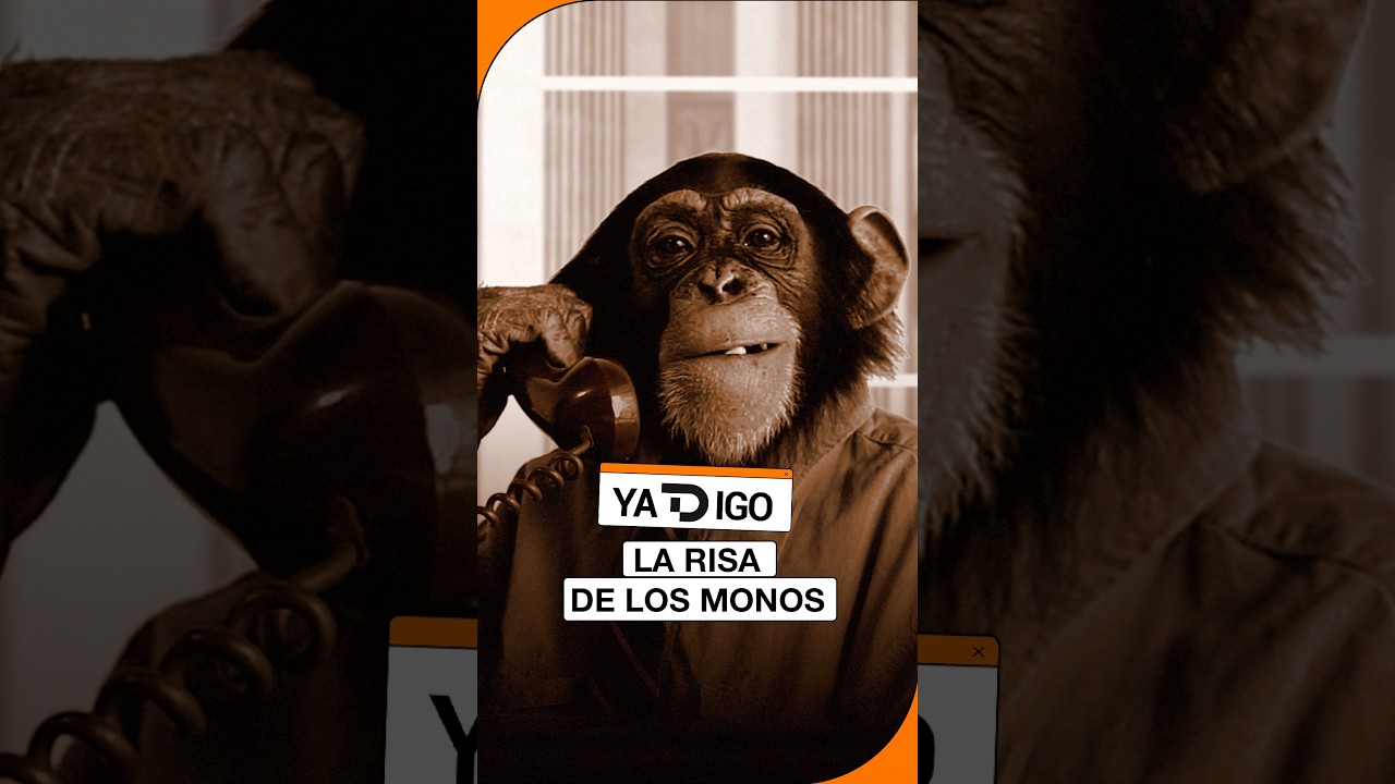 #YaTDigo 🔶La risa de los monos