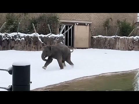 Houston Zoo animals discover snow for the first time