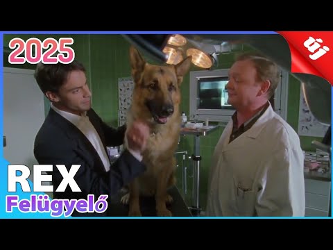 REX Felügyelő 2025 👮🐶 A Zseniális Nyomozókutya Új Kalandjai!