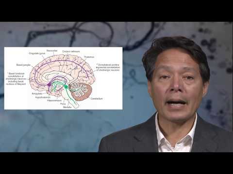 4.19 The neural basis of volitional attention