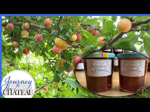A HARVEST of Plums! Making AMAZING fruit preserves at the CHATEAU - Journey to the Château, Ep. 109