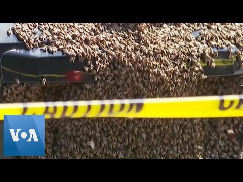 Bees Swarm Car in Australia