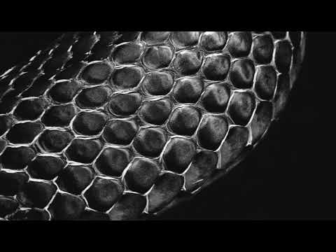 Dissah Dzu - Sarah (Audio)