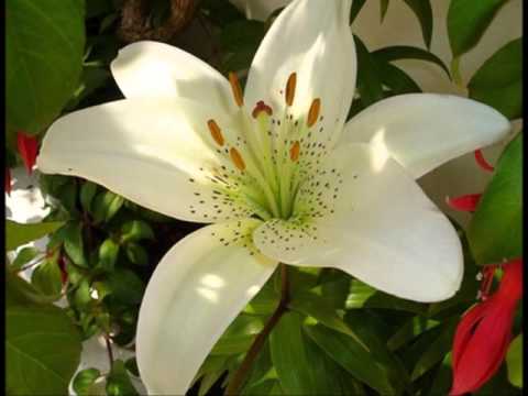 Salve o Reinado das Flores - Cantora Rosa de Deus