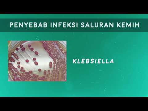 Ulasan patogen nyata perempuan Karena apa penis kecil