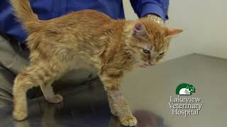 Pet Behaviors - Cats who neglect to eat longer than 24hrs might have health issues.