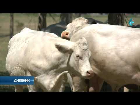 Šarole, rasa goveda među najzahvalnijma za tov