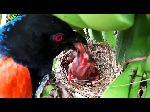 Falcon, Red Crow, Snake, Cuckoo, Coucal Attacking baby birds | Baby bird getting eaten :| Nest watch