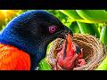 Falcon Red Crow Snake Cuckoo Coucal Attacking Baby Birds Baby Bird Getting Eaten Nest Watch