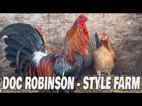 Beautiful Birds By Style Farm - Farm Visit