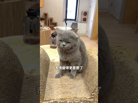 原來貓也會悲傷到一夜白頭… #尬電 #転運棧貓中途咖啡廳 #貓咪