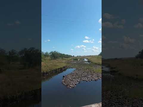 Las mascotas del pueblo Cerro de la Vera , dpto. Salto , interior turbo/mega/ultra profundo 🇺🇾