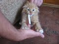 犯煙癮的小貓