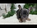 French Bulldog dogs for sale: Jasper - Video 1