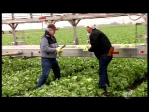 O Chefe Espião - A Distribuidora de Frutas Chiquita Brands