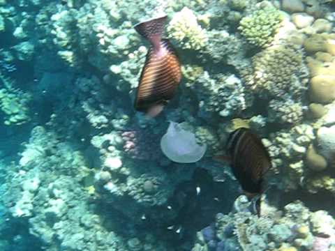 Sharm el Sheikh Hotelriff Grand Hotel, Sharm el Sheikh - allgemein,Ägypten