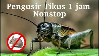 Download lagu Suara jangkrik pengusir tikus 1 jam nonstop mp3