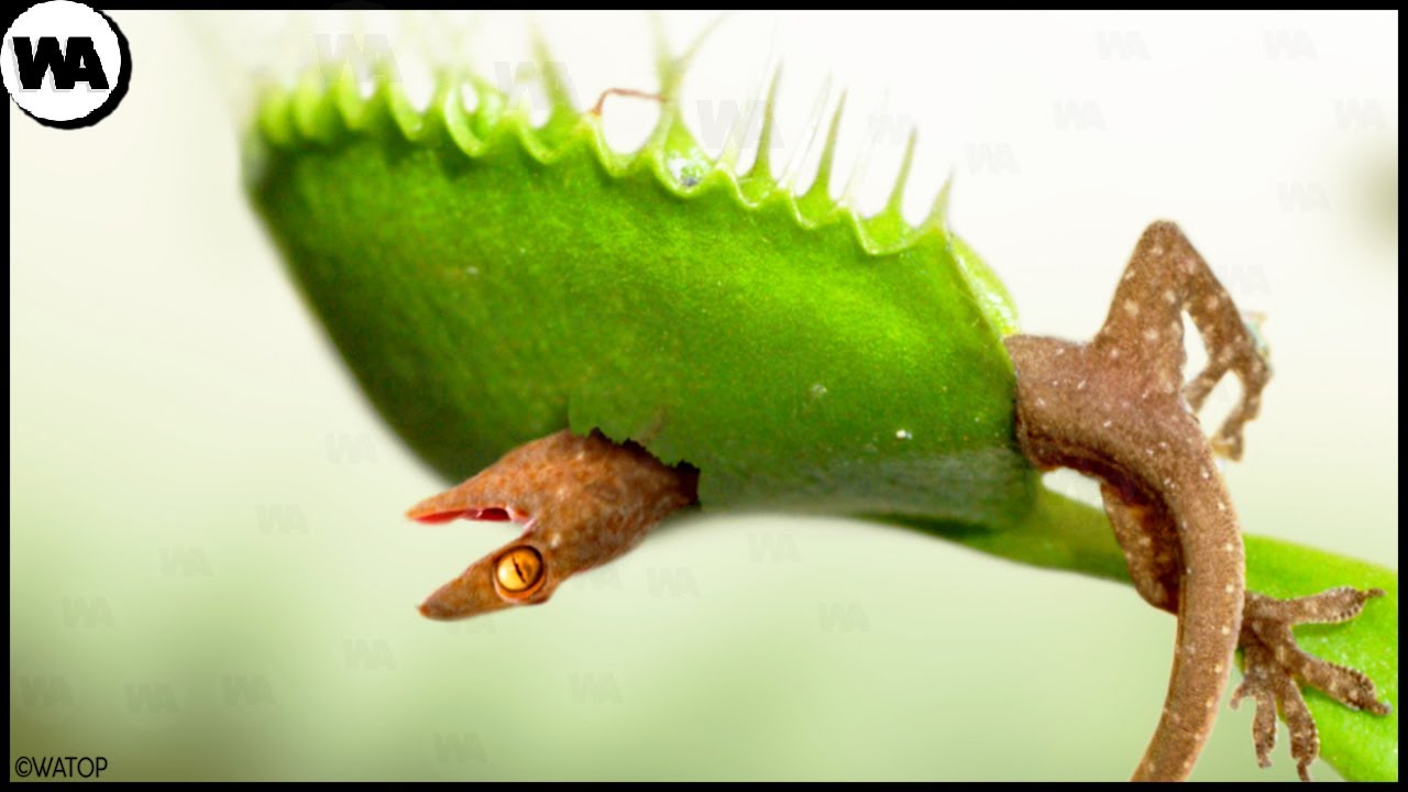 ¿Por qué las Plantas Empezaron a Comer Animales?