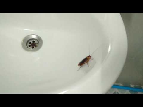 download lagu mp3 mp4 Cucarachas En El Baño, download lagu Cucarachas En El Baño gratis, unduh video klip Download Cucarachas En El Baño Mp3 dan Mp4 320kbps Gratis
