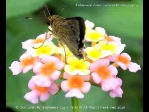 Ara modu wela- Karunarathna Diulgane