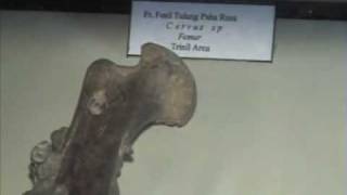 preview picture of video 'Pre-Historic Trinil Museum - Ngawi - East Java'