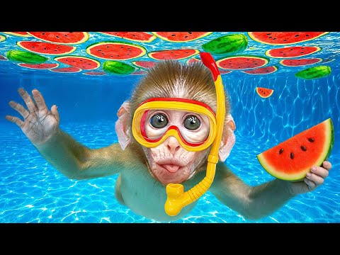 Macaco Rio cuida do patinho fofo e nada na piscina mágica cheia de melancias | Animal Monkey Rio