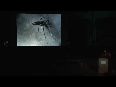 Vivian Caccuri, The New World Syrup & The Fever Hand
