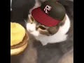Kitty You Can Haz Cheezburger Roblox Cheeseburger Cat Kitten Cheese