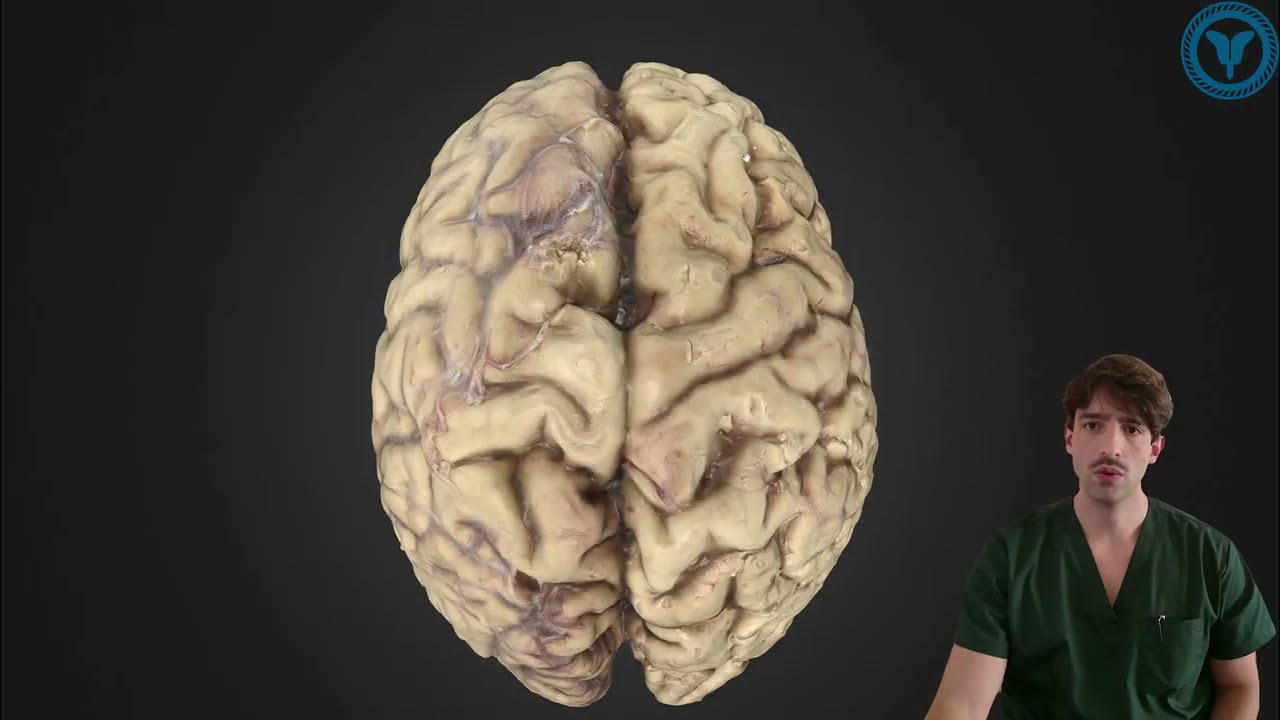 Curso de Neuroanatomia Funcional