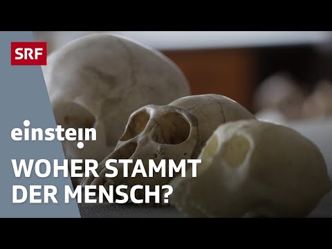 Die Wiege der Menschheit – Stammt der Mensch aus Afrika oder aus Europa? | Einstein | SRF Wissen