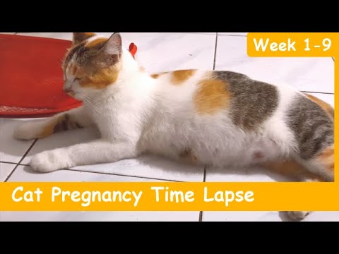 CAT PREGNANCY TIME LAPSE WEEK 1-9 (4 KITTENS) | PERKEMBANGAN KUCING HAMIL MINGGU 1-9 | Paw Pawers