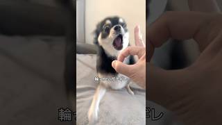 久しぶりの輪っかに怒る犬。  #犬との暮らし #chihuahua #dog