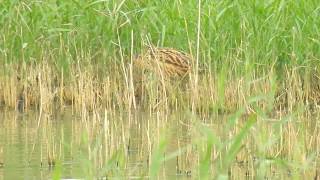 Bittern walking in the reeds