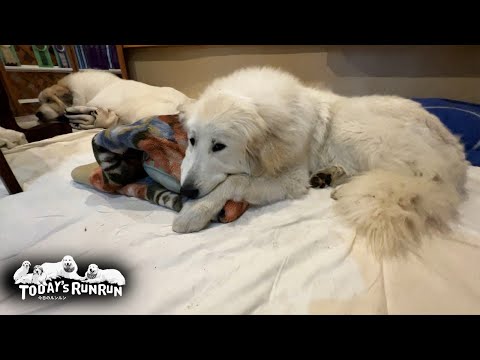 縄張りの一番良い場所はリリーに解放するアランです　Great Pyrenees　グレートピレニーズ