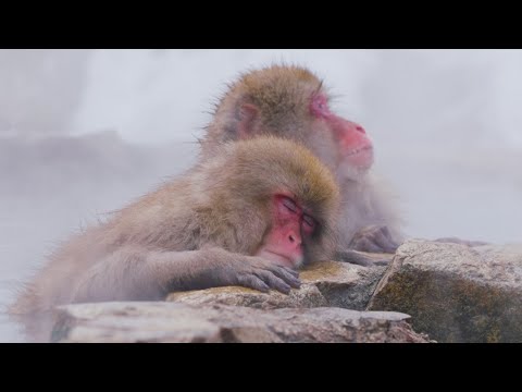 , title : 'SNOW MONKEY PARK and Hot Springs 🇯🇵Japan 2023【Nagano Snow Winter】'