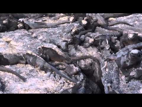 More marine iguanas at Fernandina