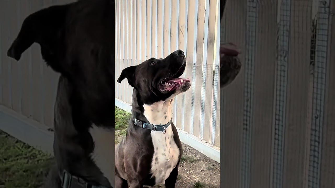 Enlarge Marco, a Adoptable mixed breed in Palm Springs, CA video 4/5