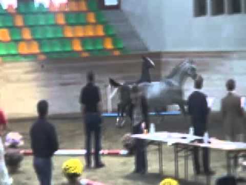 Hengstfohlen Concara ZSH von Cancara x Contendro I x Carolus