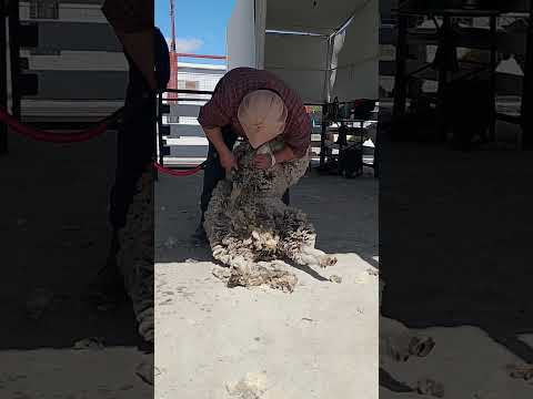 Festival Nacional de la esquila Río Mayo Chubut Argentina