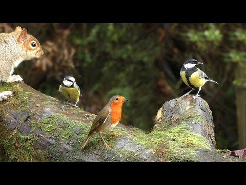 Video for Cats to Enjoy : Birds on A Glorious December Day