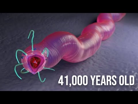 Scientists Melted Block Of Ice And 41000 Year Old Worm Came Back To Life