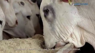 Bom Futuro livestock - English (legendado)