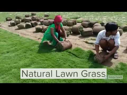 Natural Lawn Grass In Delhi Cantonment