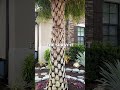 Have you heard of LACQUERING Palm Trees?