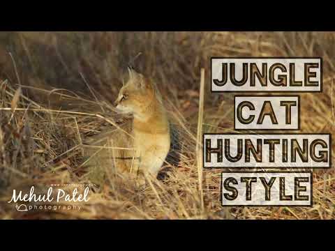 Jungle Cat Hunting Style