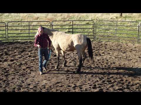 How to groundwork a horse-yielding the forequarters. #horse #mustang #groundwork