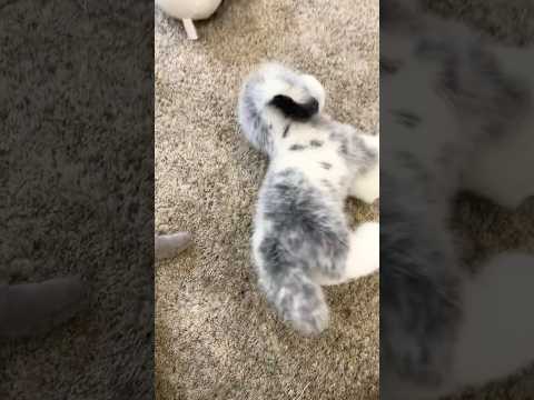 I used to have more 😭 \\ #essa #emotionalsupportstuffedanimal #douglasdog #essacommunity #essadog