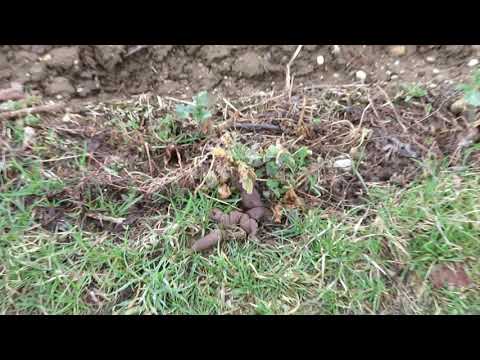 Hundekacke extrem 20x in der Hofweidenstrasse